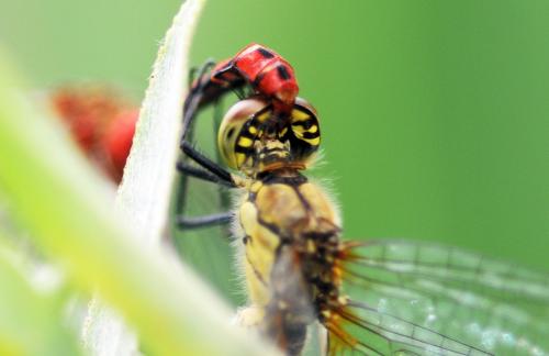 Sympetrum sanguineum